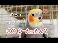 意味不明な言葉をスロー再生してみたら笑/オコまとめ