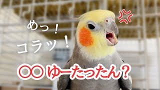 意味不明な言葉をスロー再生してみたら笑/オコまとめ