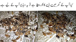 Ghar Se Cockroach Bhagany Ka Asan Tarika | Get Rid of Cockroaches Permanently | BaBa Food RRC