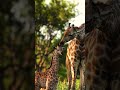 Beautiful moments in the wild 💚 🦒 #Shorts #Animals