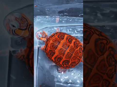 美しい赤オレンジ色のカメ 種類はわかりますか カメ ショートパンツ