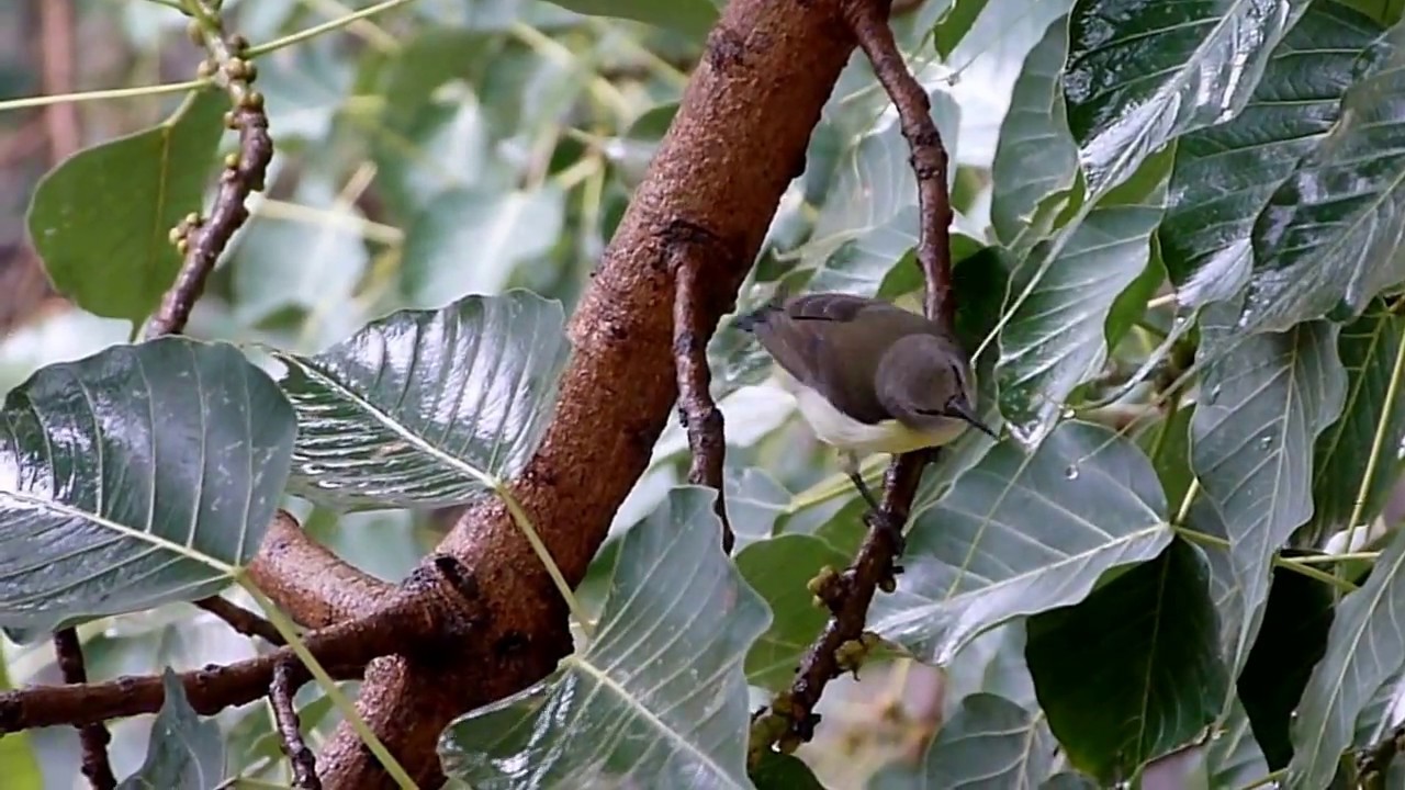 Olive-backed sunbird (female) - Cinnyris jugularis 02 