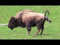 When Mother Bison Giving Birth To A Calf And Feeding Him