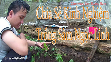 chia sẻ kinh nghiệm trồng sâm ngọc linh | Kỹ thuật trồng sâm ngọc linh