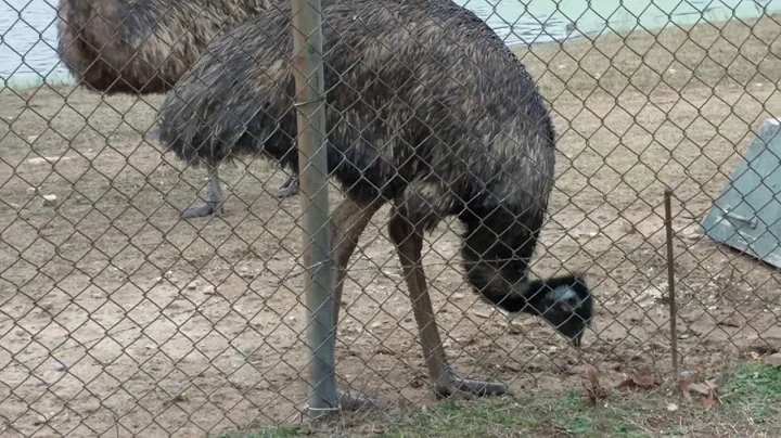 Emu guardians