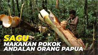 Mengenal Tanaman Pangan Sagu dan Sejarahnya Hingga Menjadi Makanan Pokok Favorit di Papua dan Maluku
