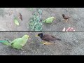 Parrots ki myna k sath dosti intresting video ||  ye jungli birds apky dost b ban skty hain