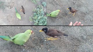 Parrots ki myna k sath dosti intresting video ||  ye jungli birds apky dost b ban skty hain