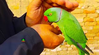 Amazingly So Friendly Ringneck Talking Parrot