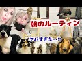 動物28匹 子供のいる朝のルーティンがヤバすぎた 動物28匹 子供のいる朝のルーティンがヤバすぎた
