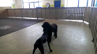 Caddy at dogs indoor playground