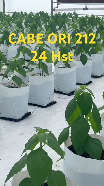 Cabe Ori 212 Usia 24 Hst #petani #greenhouse #cabeunggul #shortvideo