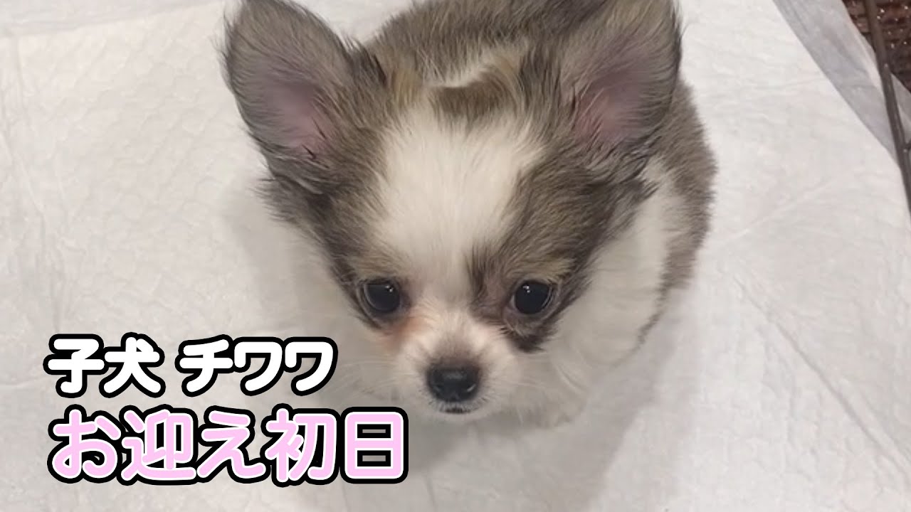 【チワワ子犬】お迎え初日(生後2ヶ月) YouTube