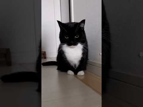 Video: Bolehkah borzois baik dengan kucing?