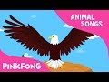 Gambar cover Powerful Bald Eagle | Eagle | Animal Songs | Pinkfong Songs for Children