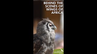 Behind the scenes of Wings of Africa