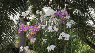 Vanda 'Miss Joaquim', ‘orquídea de Singapur’