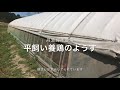 【丹波婦木農場】平飼い養鶏の様子