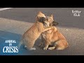 "Don't Worry, Your Family Will Find You" Cat Comforts A Dog Who's Abandoned | Animal in Crisis EP157