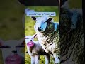 بدون يدبحوني يا ماما هههههههه