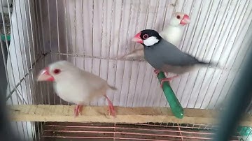 Pastel Fawn Java. ( A beautiful New thing in Pakistan )