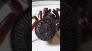This Spider pretends to be the Ancient Seal #shorts #facts