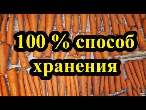 Хранение моркови - самый простой и лучший способ! Как сохранить морковь зимой!