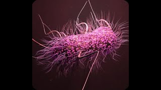 Microbial DNA Barcoding & Barcode Analysis