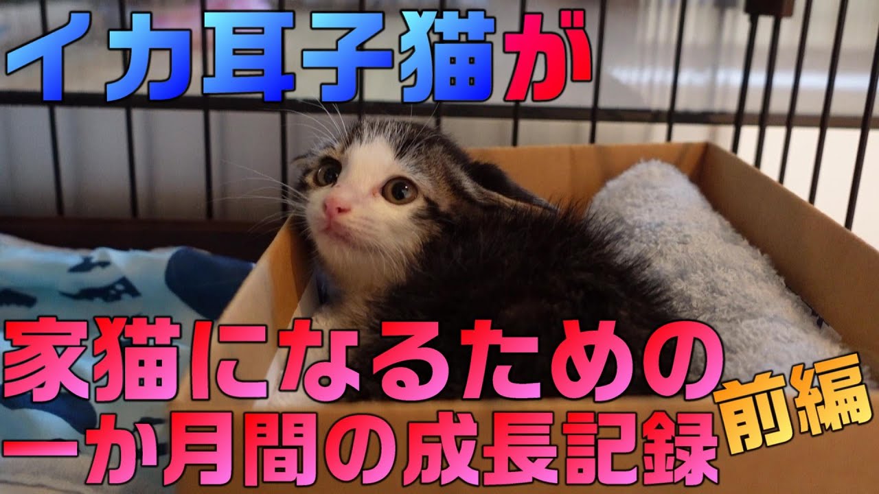 母猫に置いて行かれひとりぼっちでうずくまっていたイカ耳子猫、幸せになるための1か月間の成長記録（前編）
