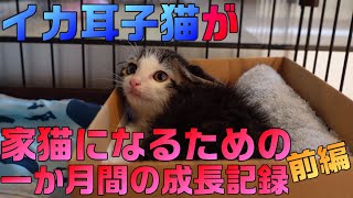 母猫に置いて行かれひとりぼっちでうずくまっていたイカ耳子猫、幸せになるための1か月間の成長記録前編