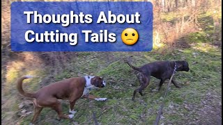 My Thoughts And A History Lesson On Why They Cut Boxers Tails.