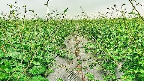 Giải pháp từ thảo dược giúp giải độc, bảo vệ gan khỏi rượu bia, virus viêm gan