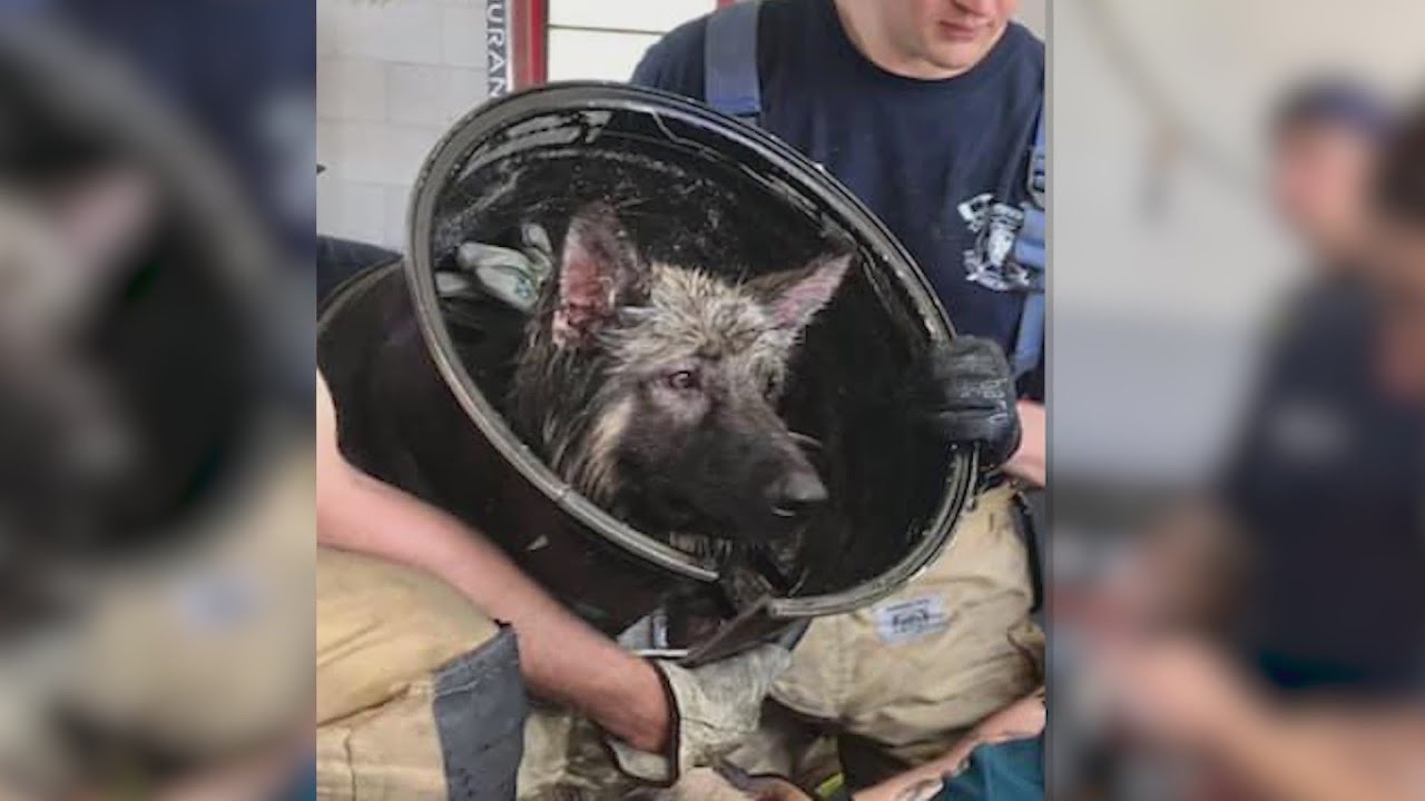 Dog gets head stuck in tire rim - YouTube