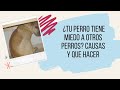 ¿Tu Perro Tiene Miedo a Otros Perros? Causas y Que Hacer