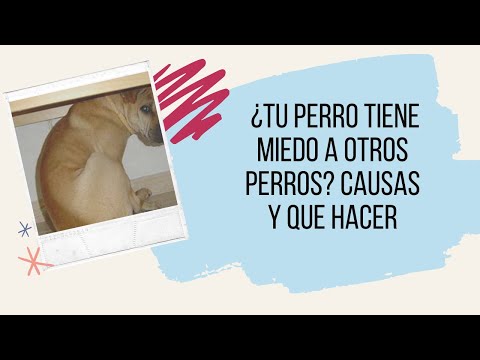 Video: Que Los Perros Sean Perros - Lidiar Con El Comportamiento De Joroba Del Perro