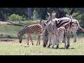 Zebra Babies!