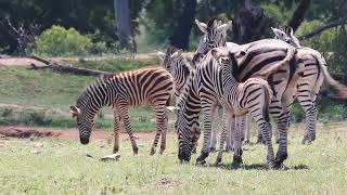 Zebra Babies!