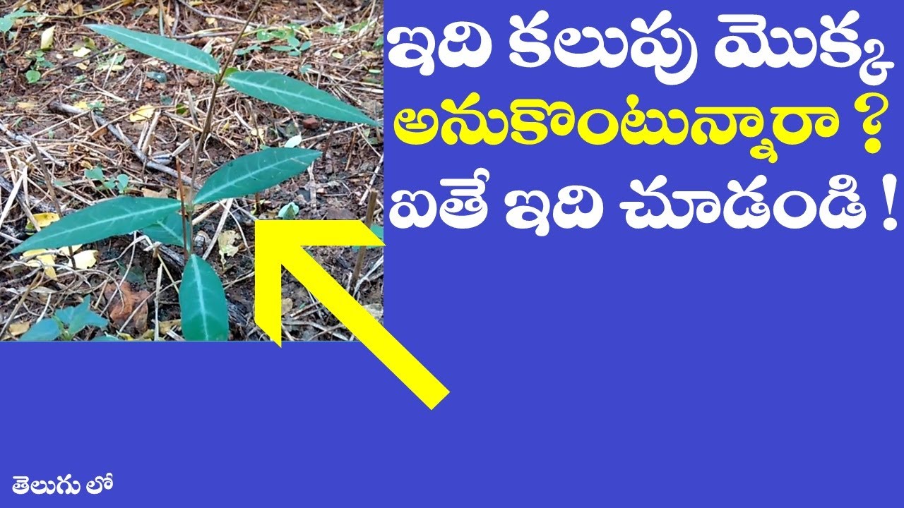 ఇది కలుపు మొక్క అనుకొంటున్నారా ? Hemidesmus Indicus