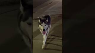 DOG SEEN - LUBBOCK TEXAS