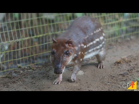 Clique e veja o vídeo Curso Criação Comercial de Paca CPT