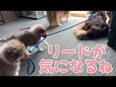 【シェルティ】リードが気になるね🐾【興味津々】