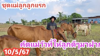 10/5/67 || วัวชุดแม่ลูกลูกแรกทั้งหมด นานๆมาทีไม่ทำให้ผิดหวัง คัดมาให้พิเศษ