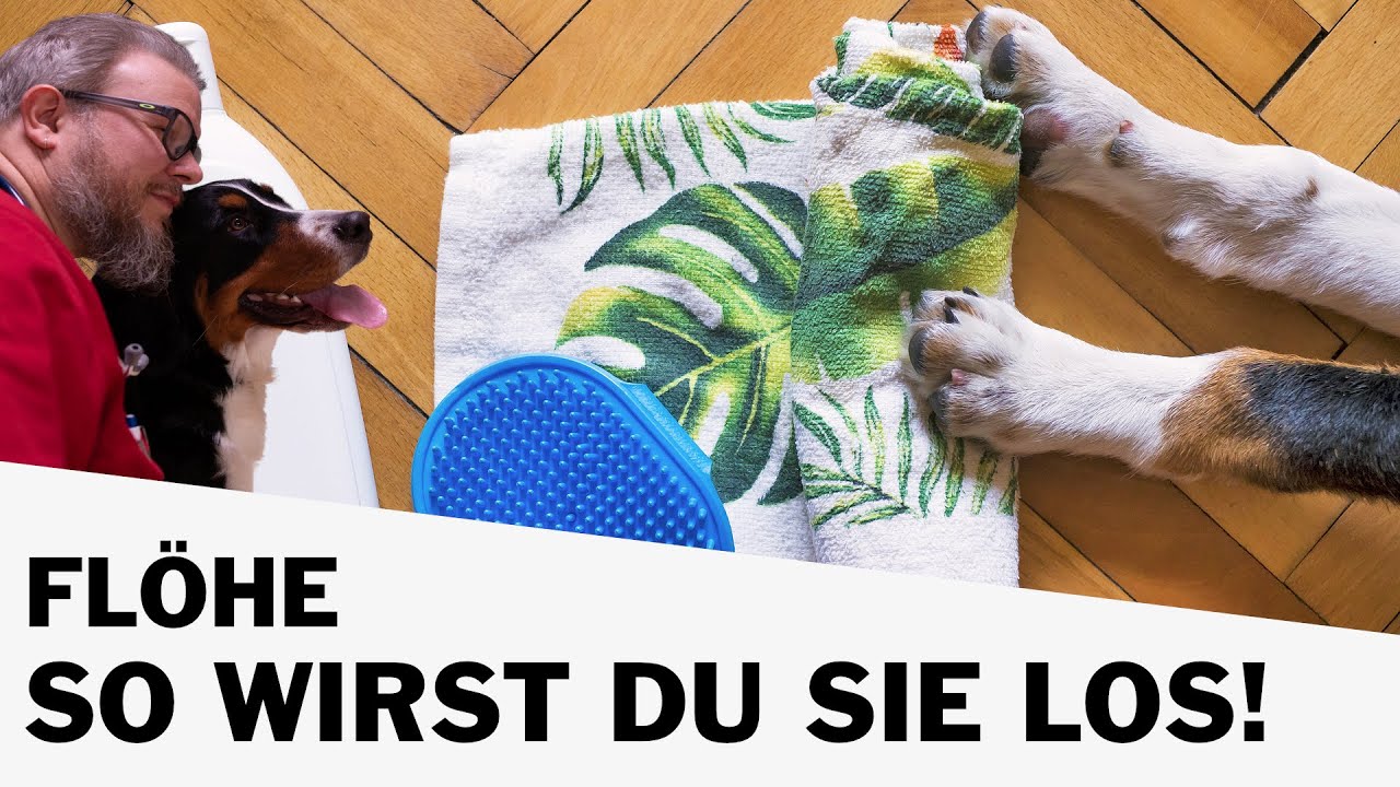 Flöhe - so wirst du Sie dauerhaft los!