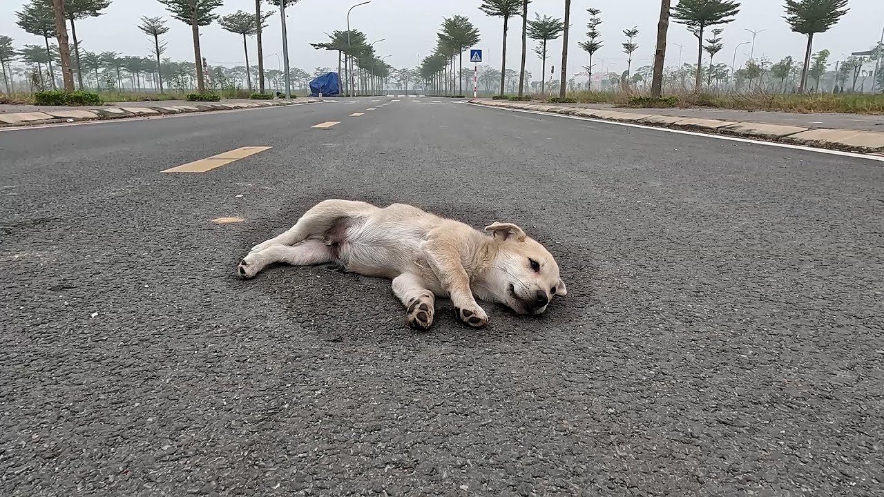 Rescued poor dog is living his last moments on the street, no one comes ...