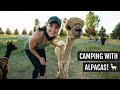 Camping at an Alpaca Farm in Montana (Feeding Alpacas + seeing a newborn!)