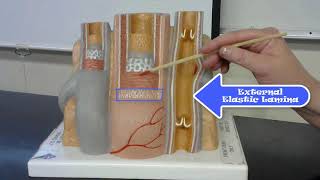 anatomical model of the blood vessels anatomy practical exam tutorial