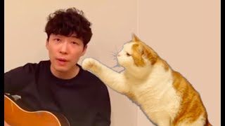 うちで踊ろう / 星野源さん×猫 ~ Dancing on the inside ~ Gen Hoshino with cats　星野源さんとマンチカンズのコラボ