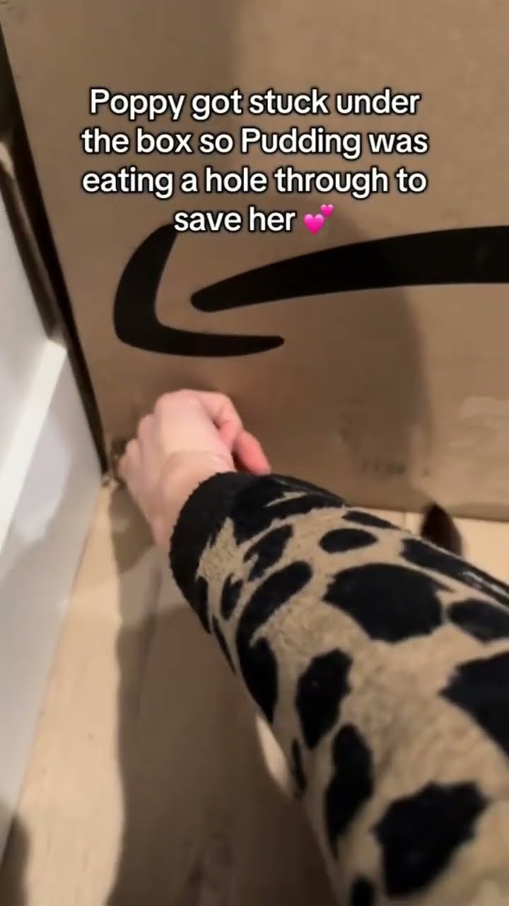 Adorable Kittyos working together like a cartoon