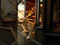 Karma #dogs #funny #Oyo #pets #AnimalRescue #animals #cute #fyp #anime #viral #Trending #StrayDog #o