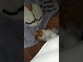 Gato se afila las uñas en la cama 🐈